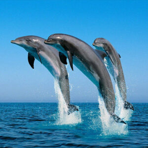 lets jamaica tours dolphin cove ocho rios